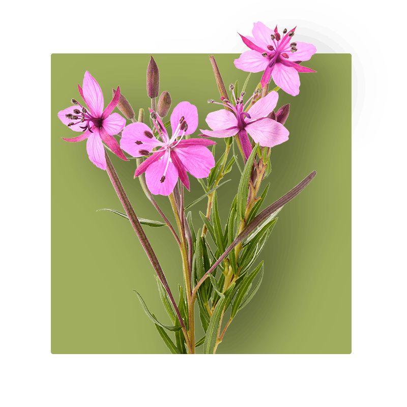 image of epilobium