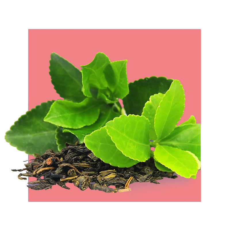 image of rhodiola plant