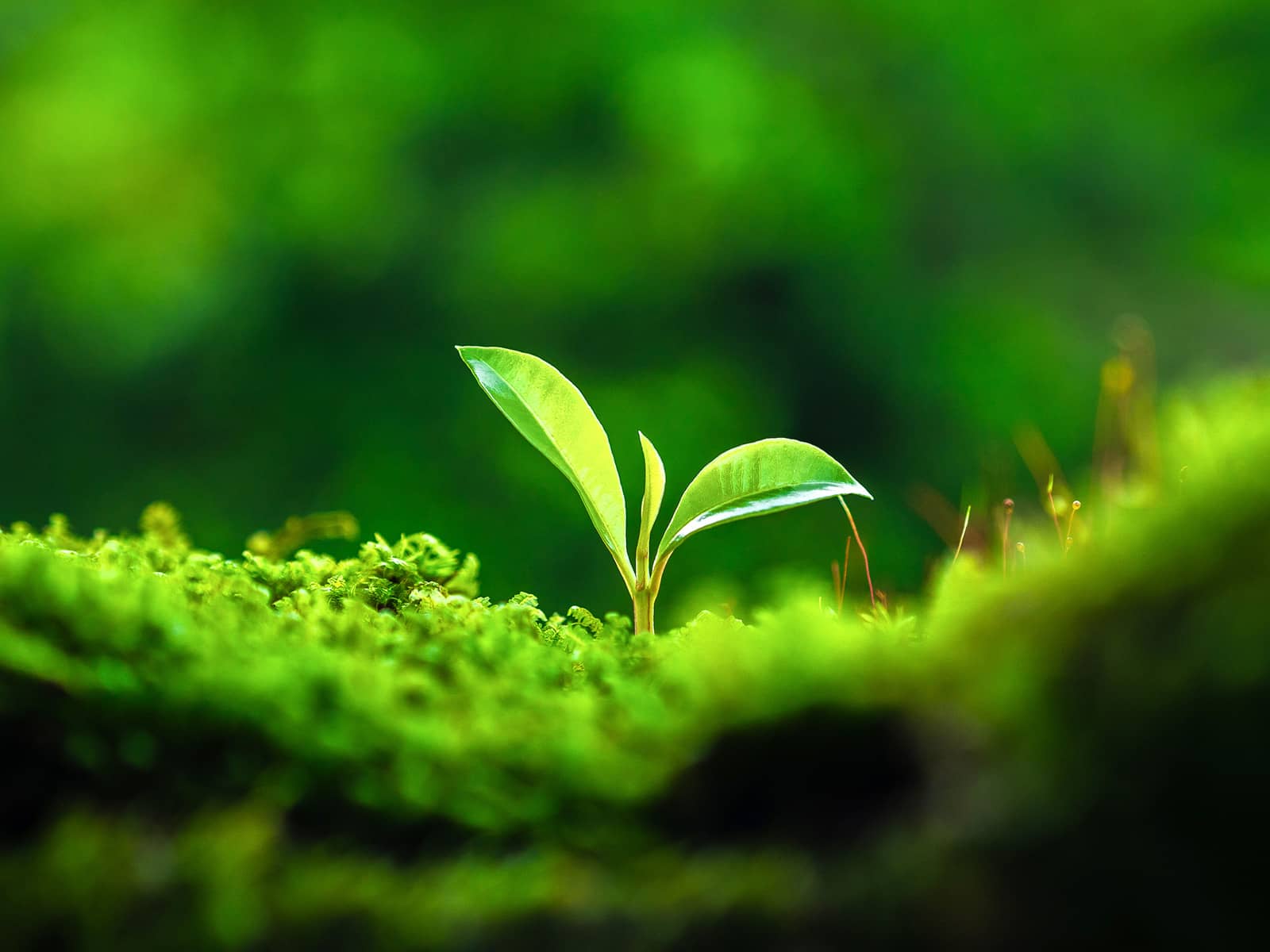 image of plant