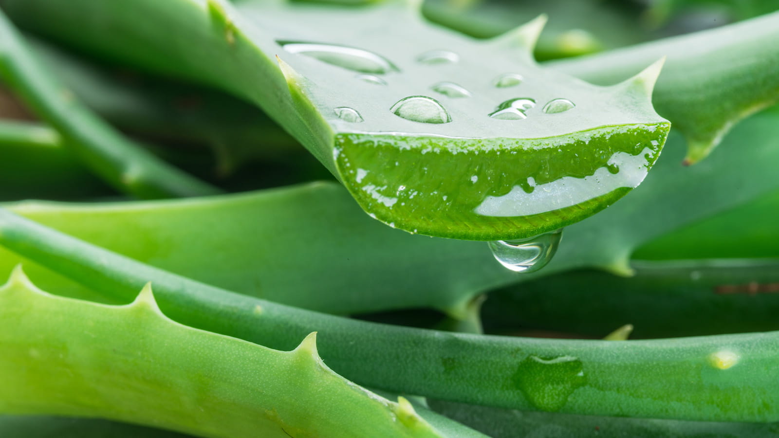image of aloe vera