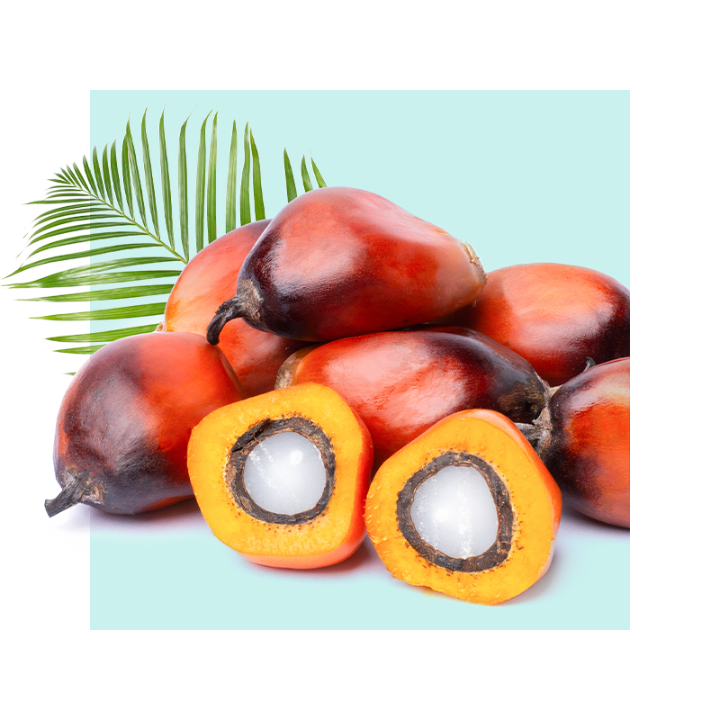 image of palm fruit