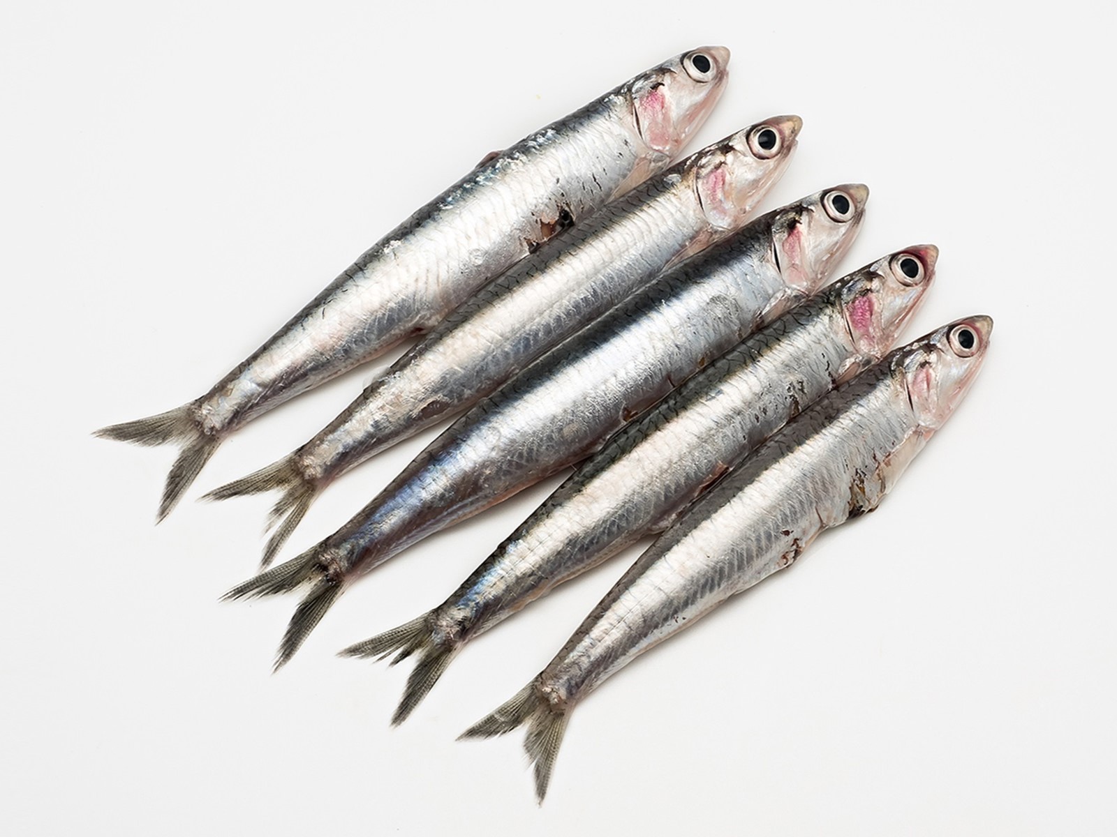 image of fish