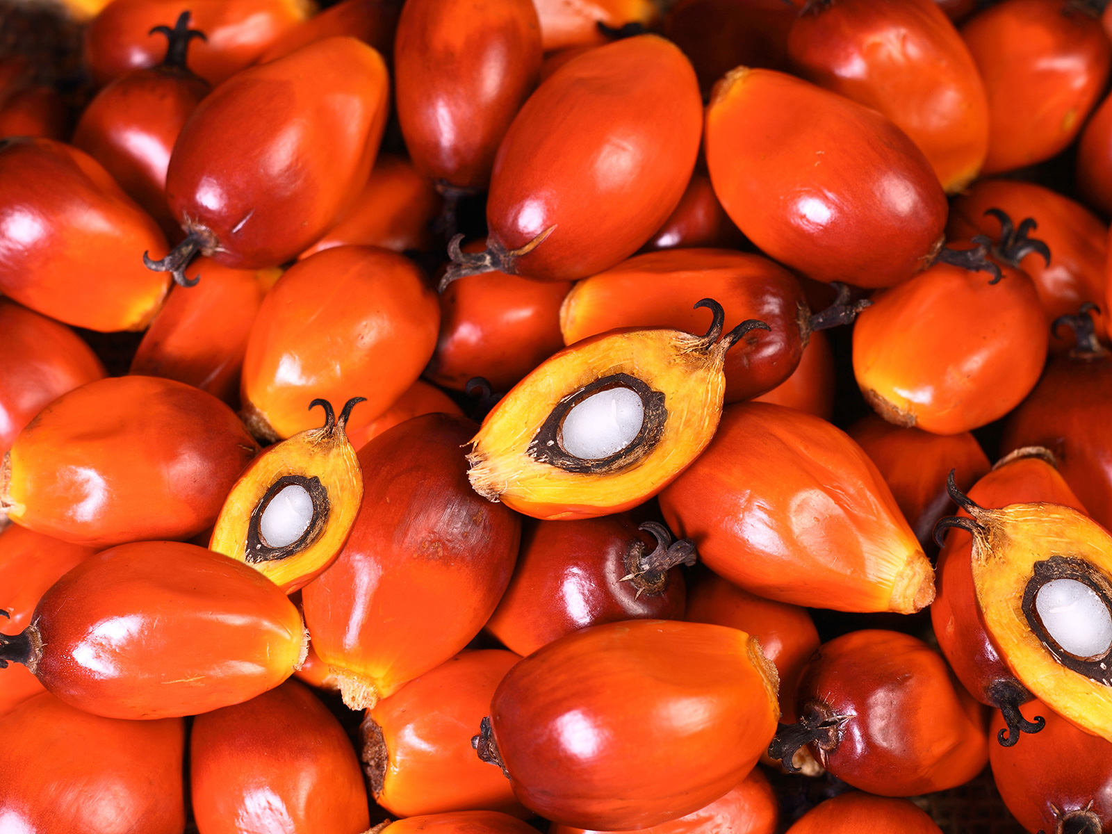 image of palm fruit