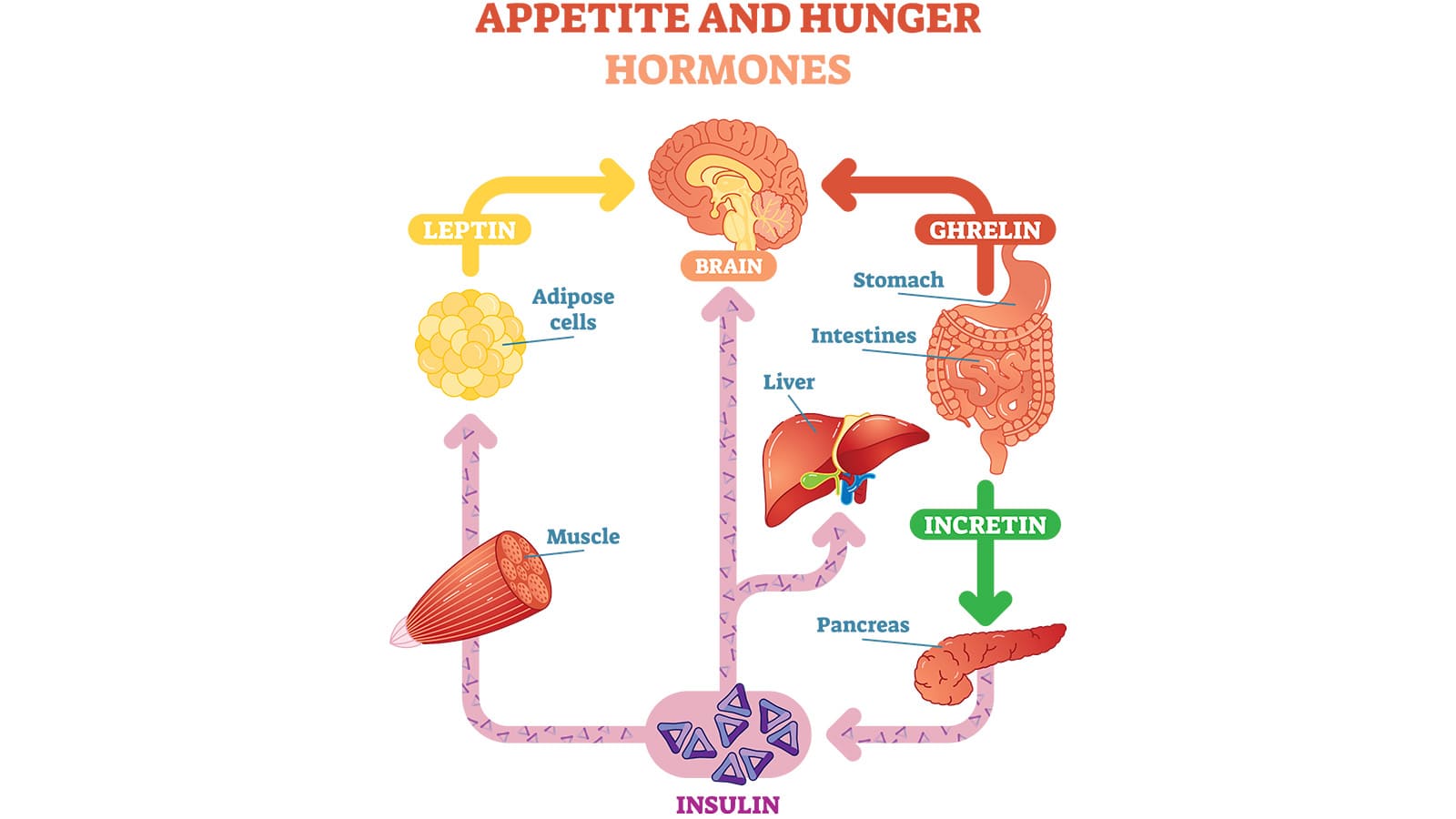diagram explaining appetite and hunger hormones