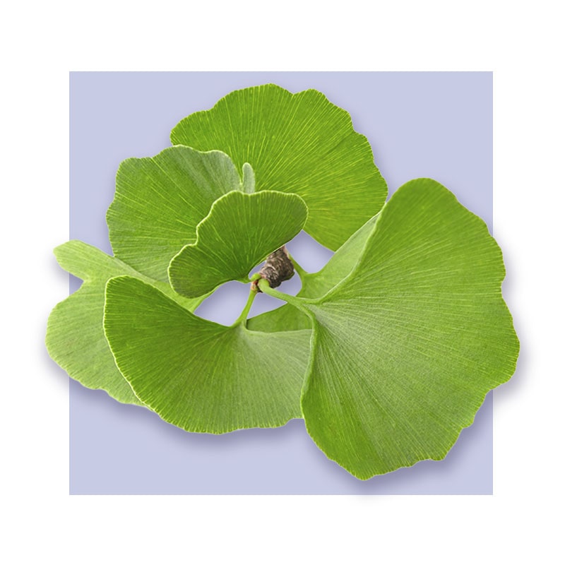 image of gingko biloba leaves
