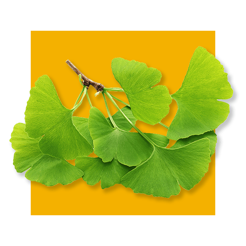 image of Ginkgo Biloba
