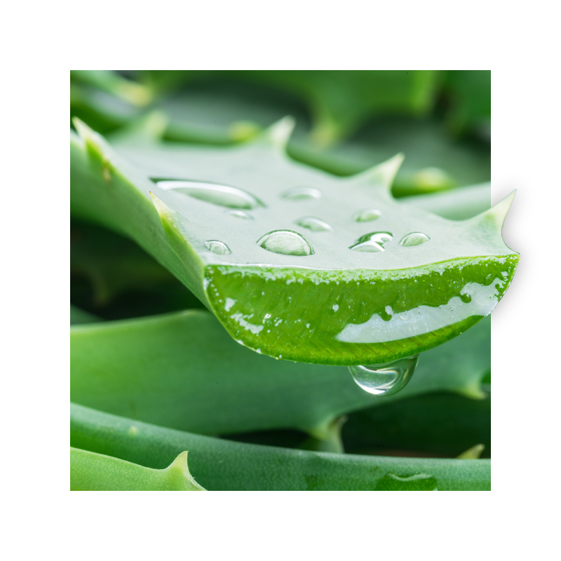 image of an aloe leaf