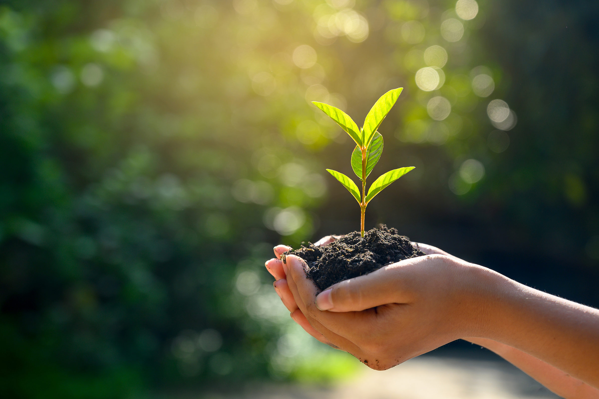 a person holding a small plant