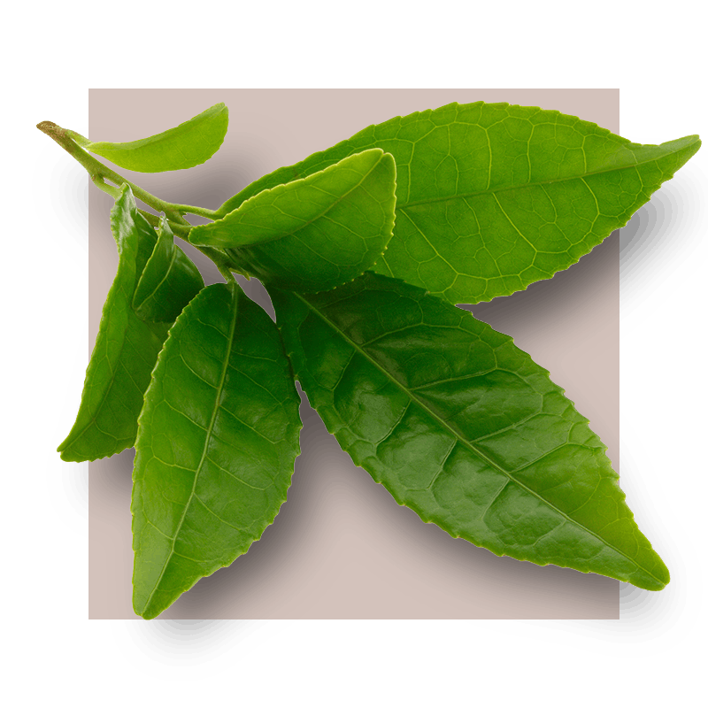 image of green tea leaves