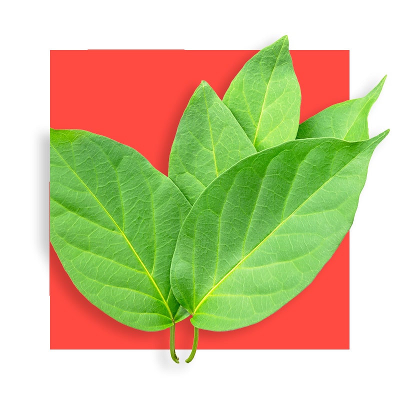 image of Gymnema sylvestre