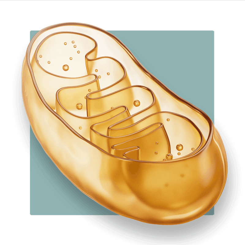 image of a mitochondria