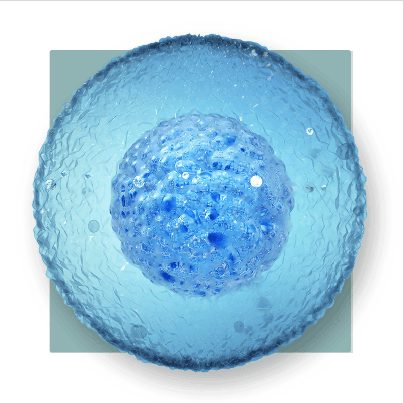 image of a cell