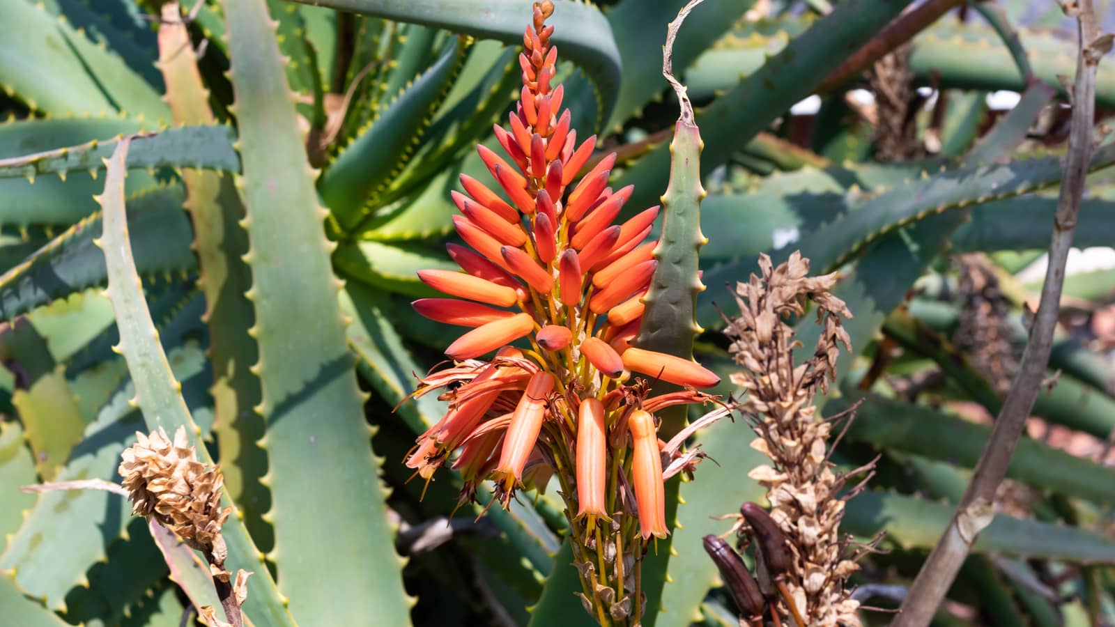 image of an aloe leaf