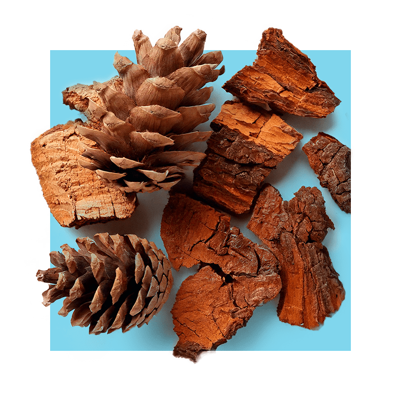 image of pine bark