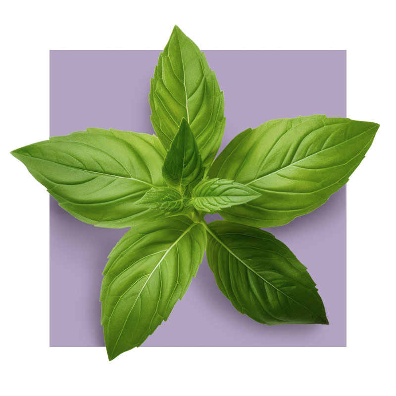 image of holy basil