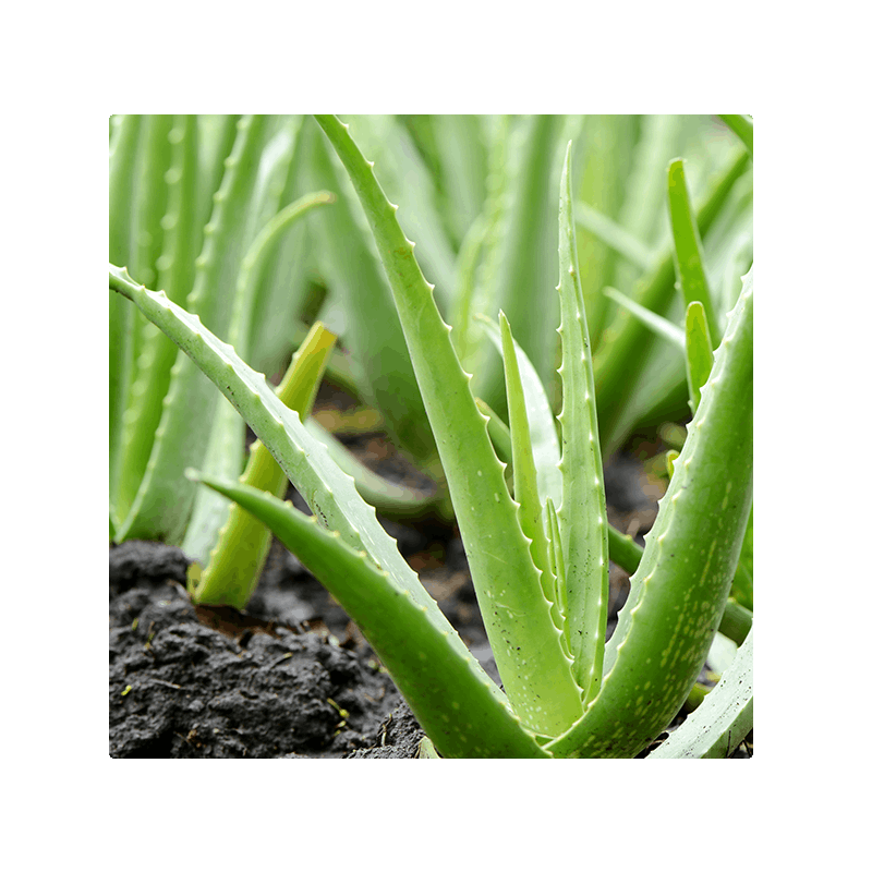 image of aloe vera