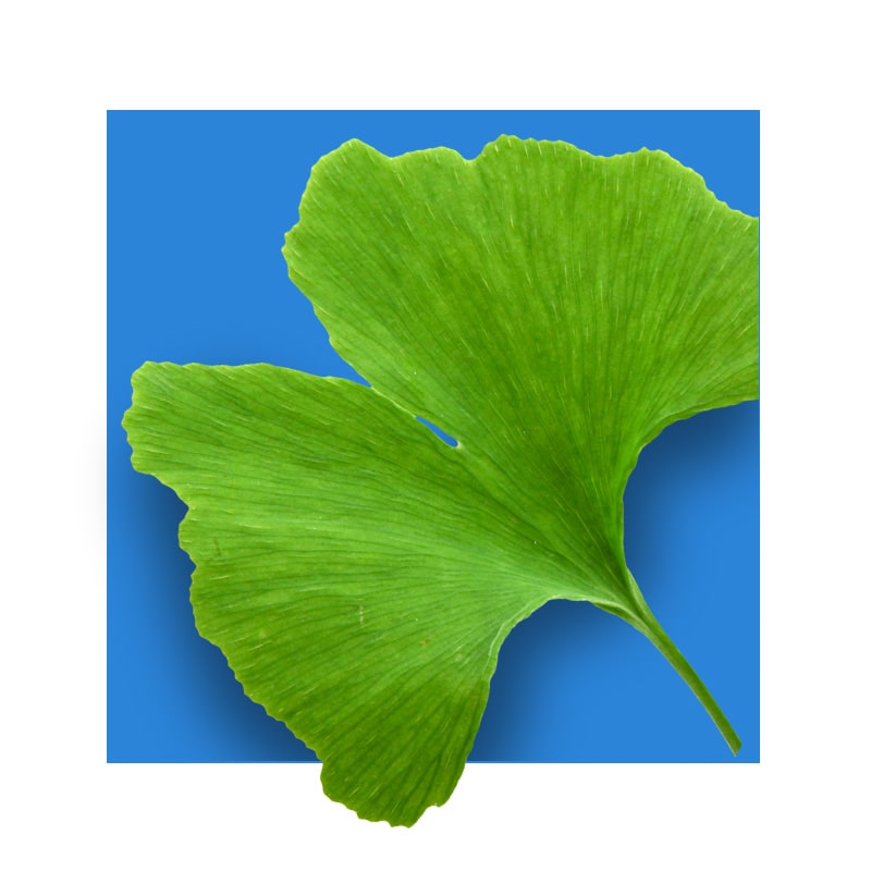 image of Ginkgo Biloba leaf