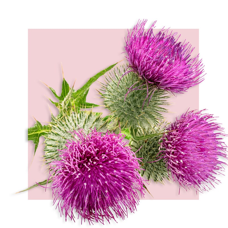 image of milk thistle