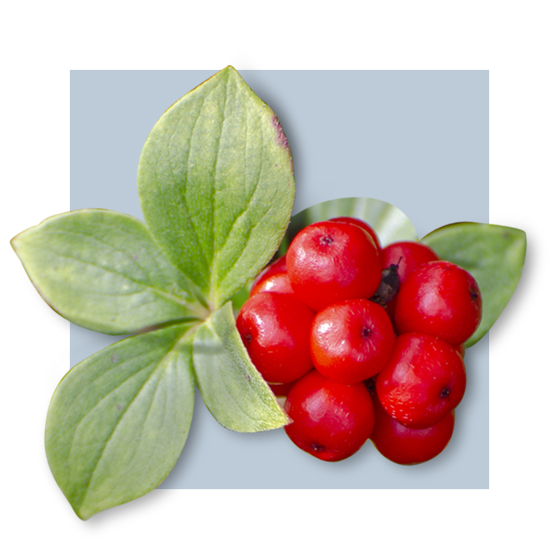 image of American Ginseng