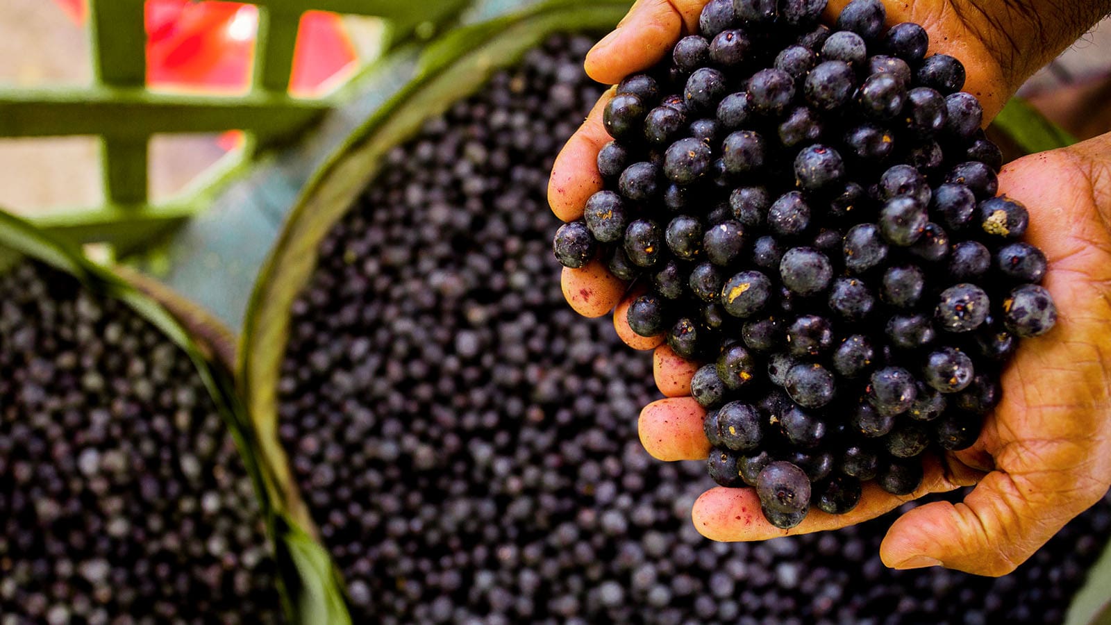 image of acai berries
