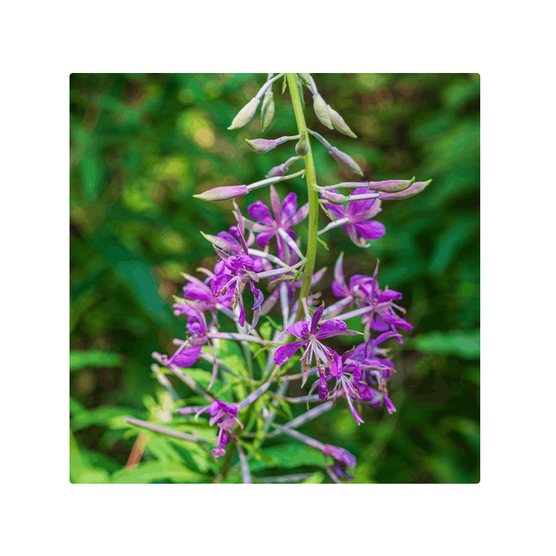 image of Epilobium angustifolium (Willowherb) Flower