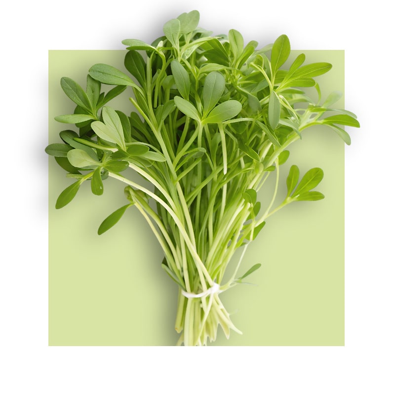 image of alfalfa grass