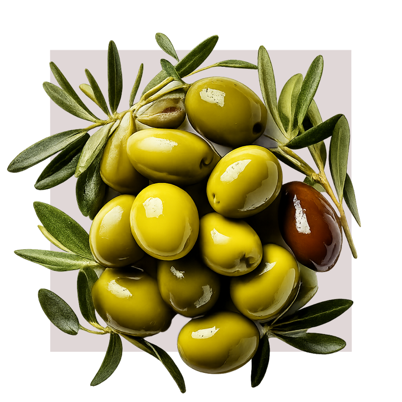 image of olives and olive leaves