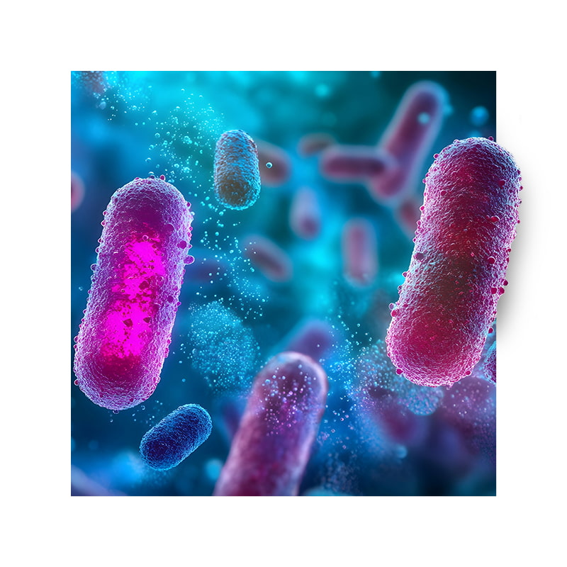 image of good bacteria