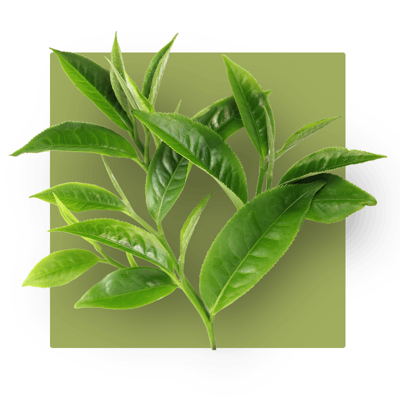 image of green tea leaves