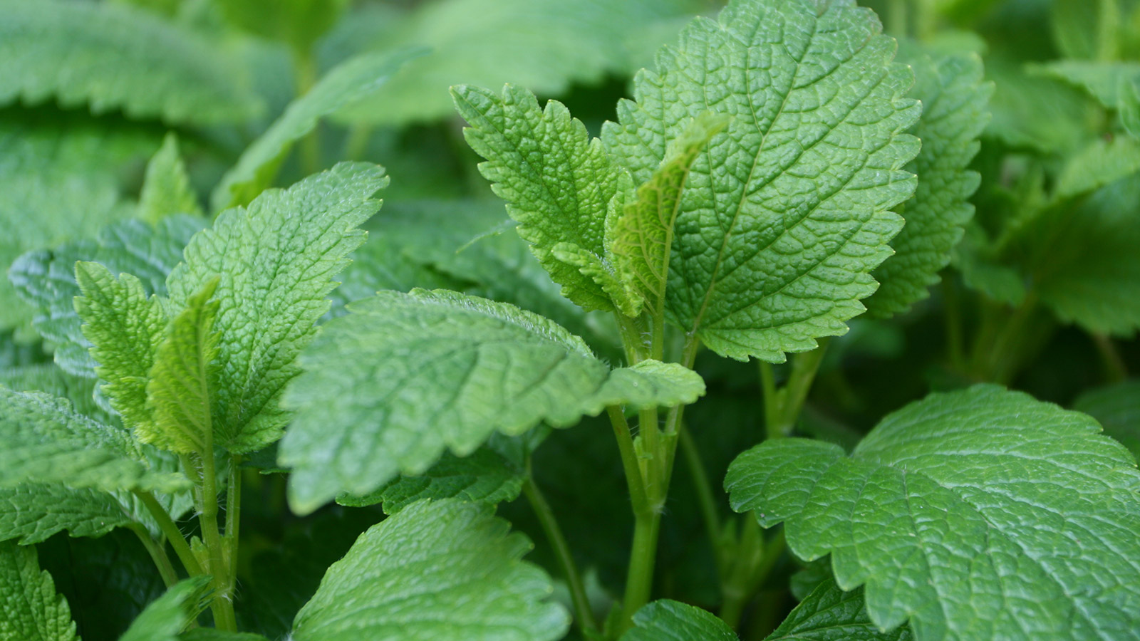 image of lemon balm