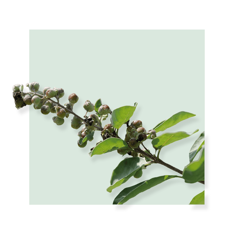 image of Chaste Berry