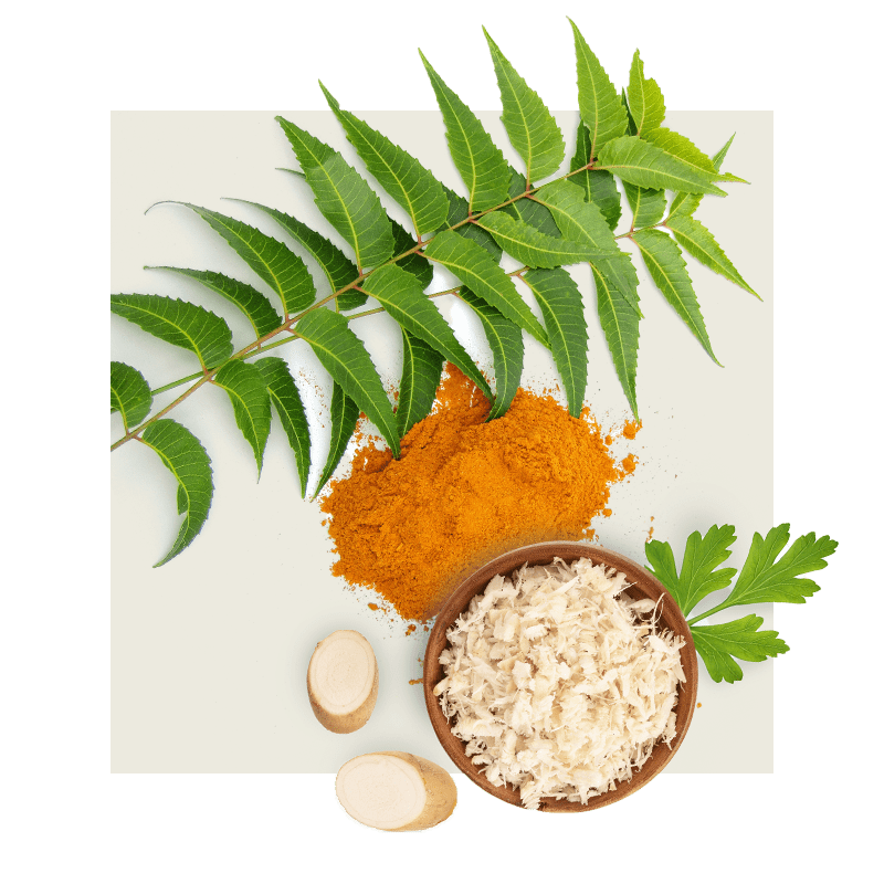 image of curry leaves 