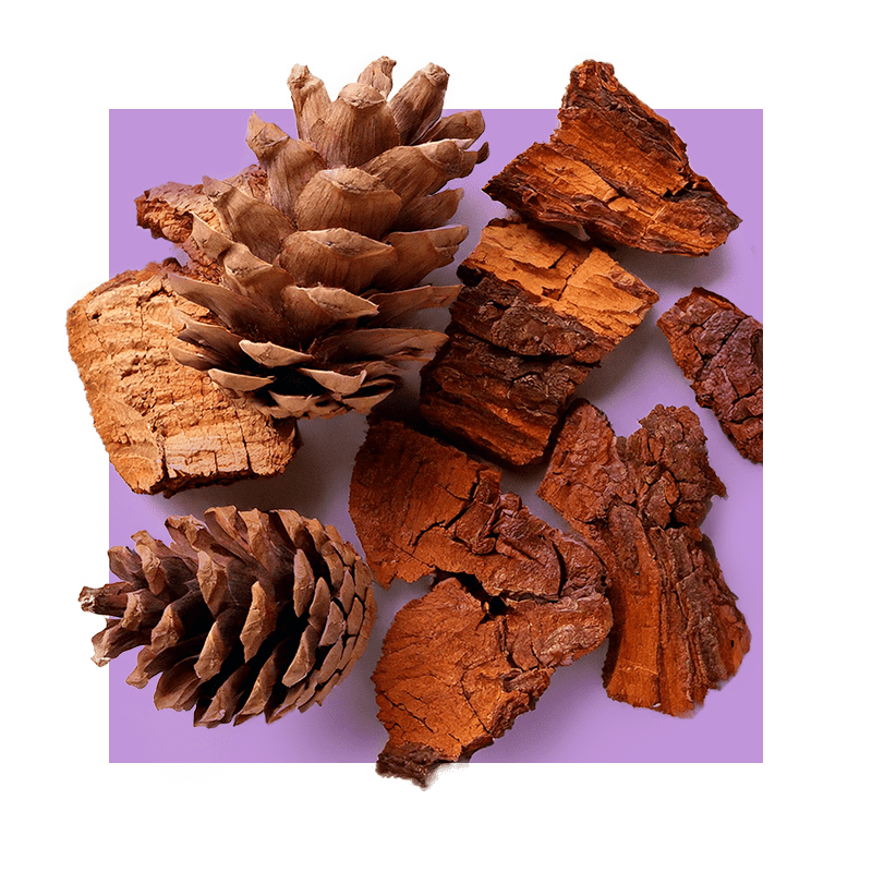 image of pine bark and pinecones