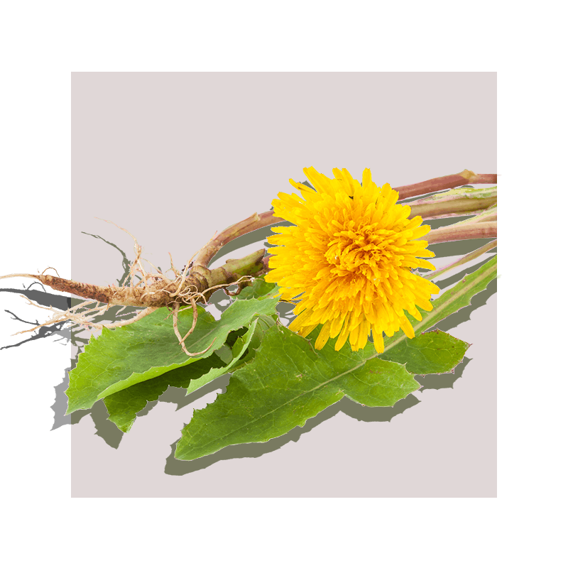 image of dandelions