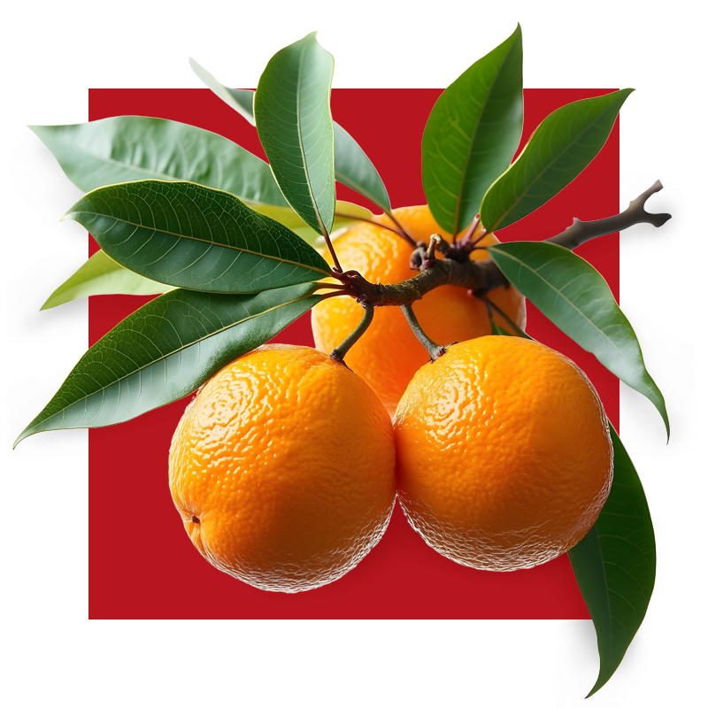 image of citrus fruit