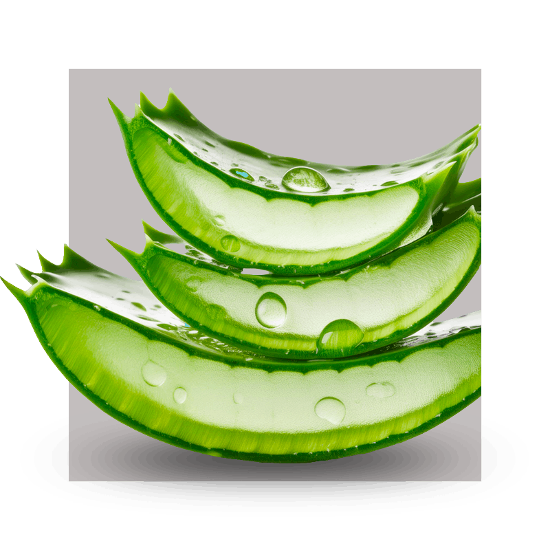 image of aloe vera leaves