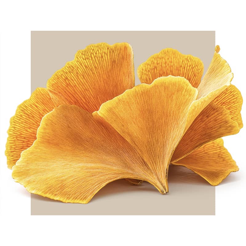 Ginkgo leaf image
