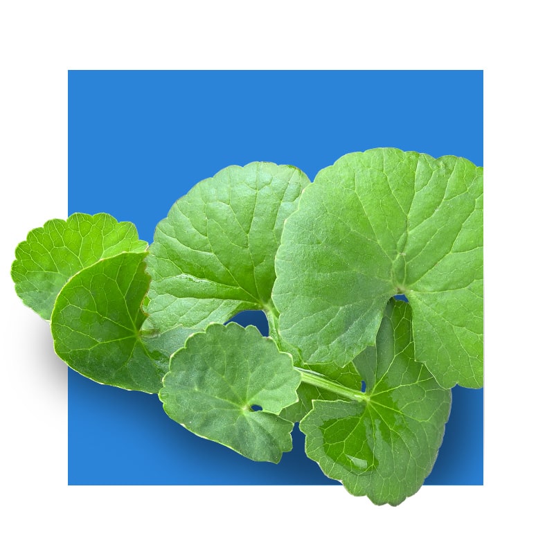 image of gotu kola leaf