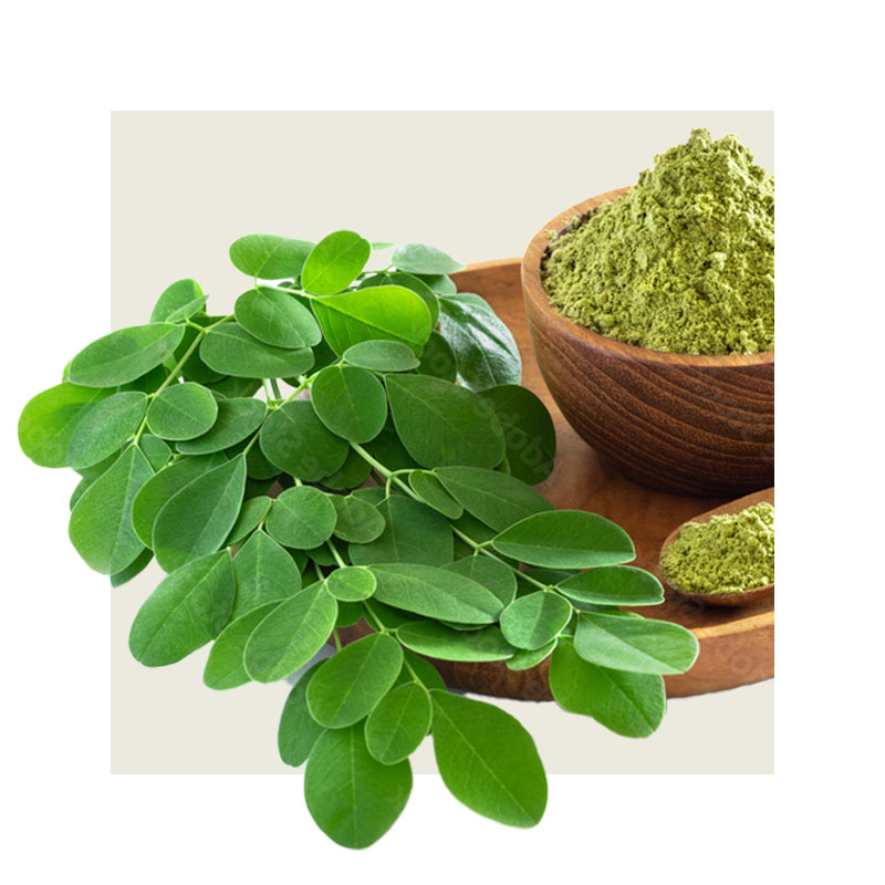 辣木葉圖片