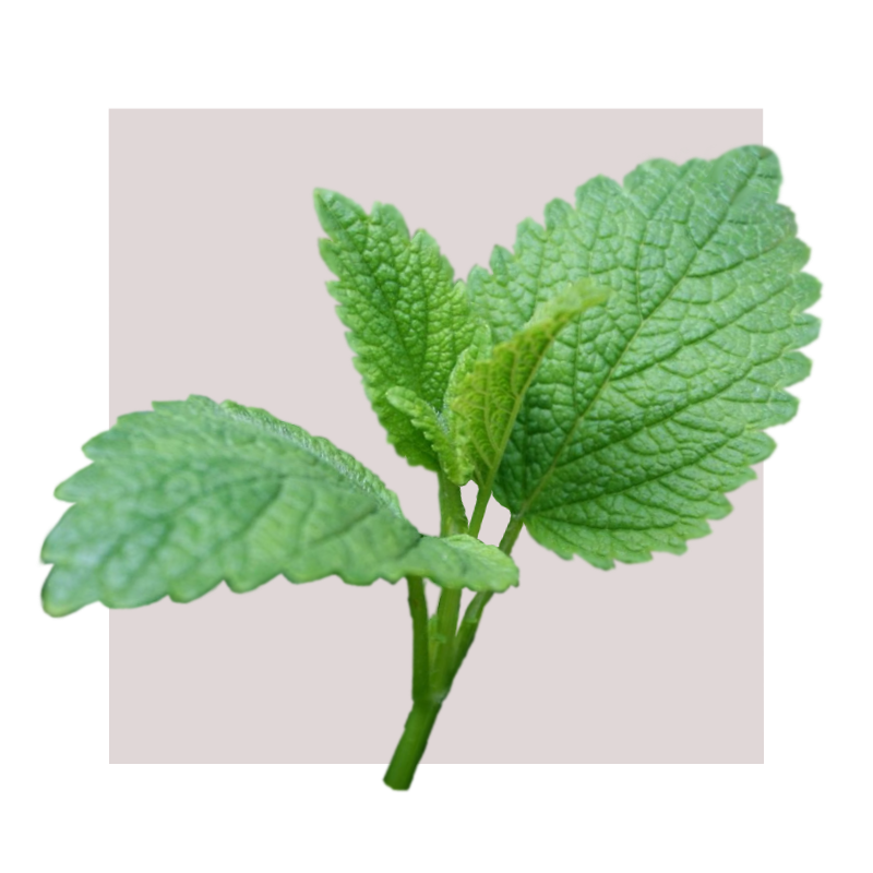 image of lemon balm