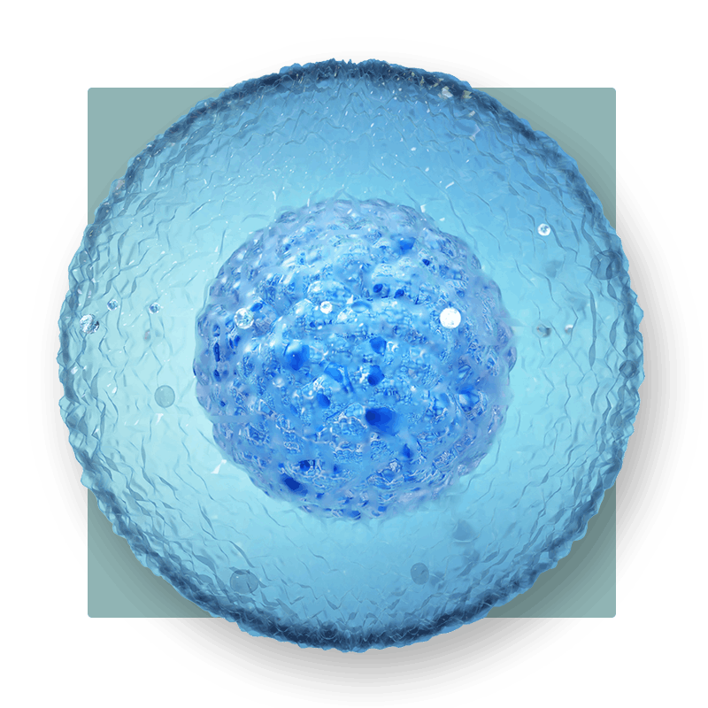 image of a cell