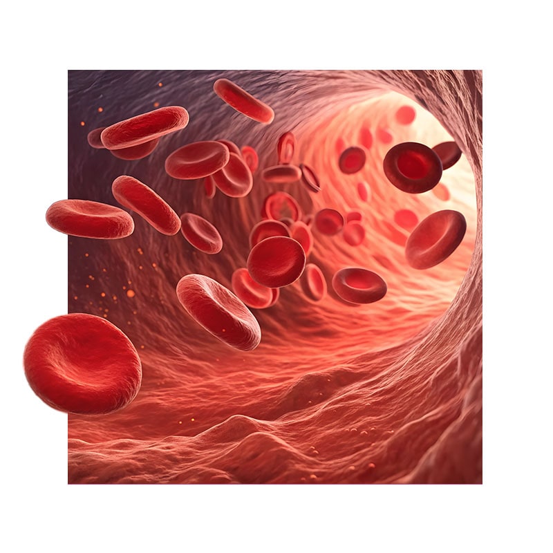 image of blood cells