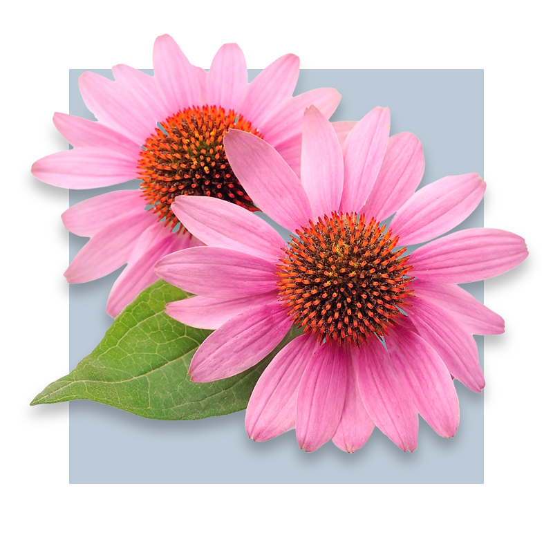 image of Echinacea flower