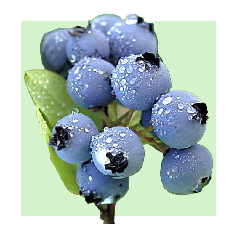 image of bilberries