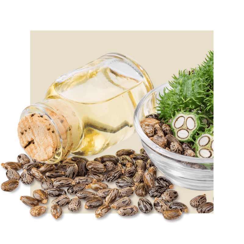 Castor Seed  and Castor Seed Oil