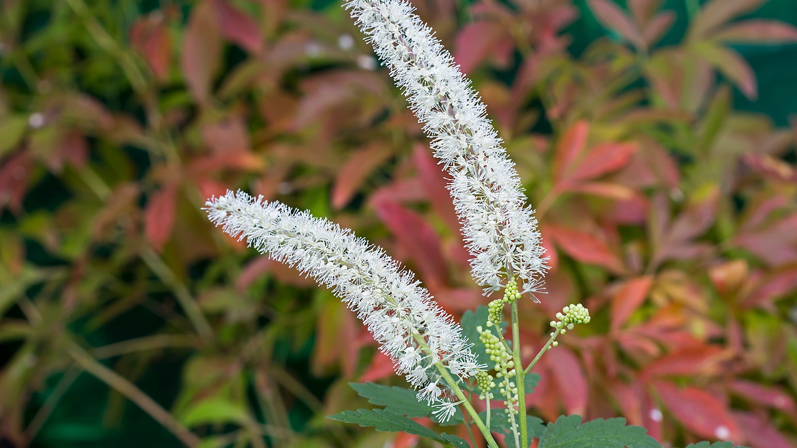 image of black cohosh plant