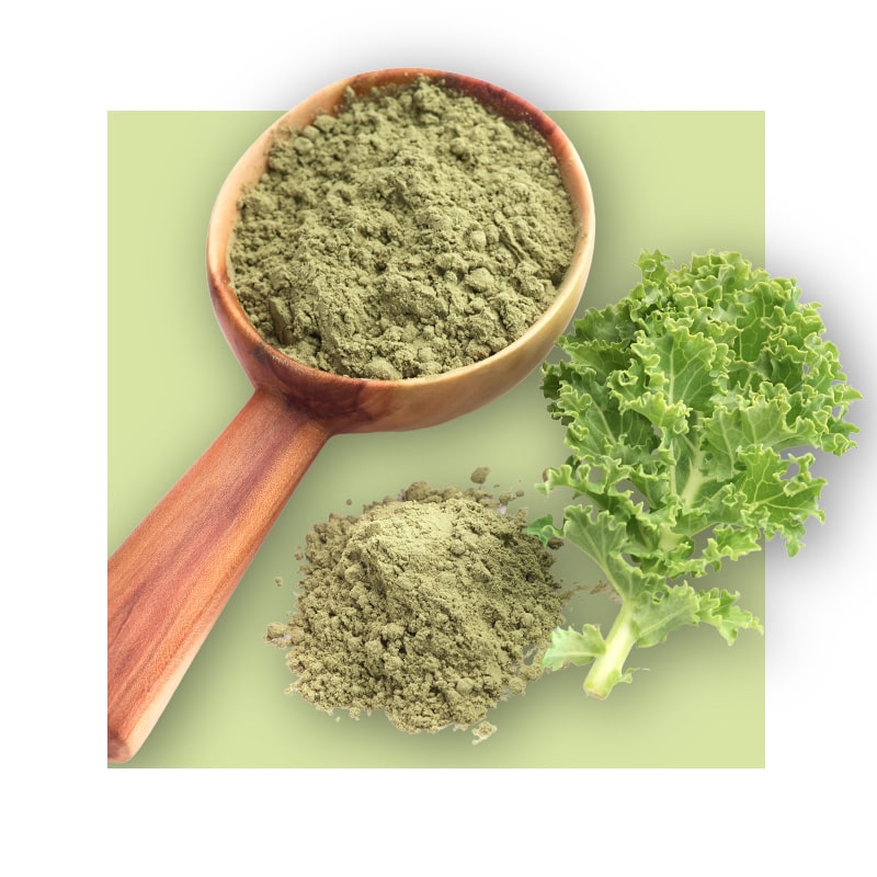 image of cabbage