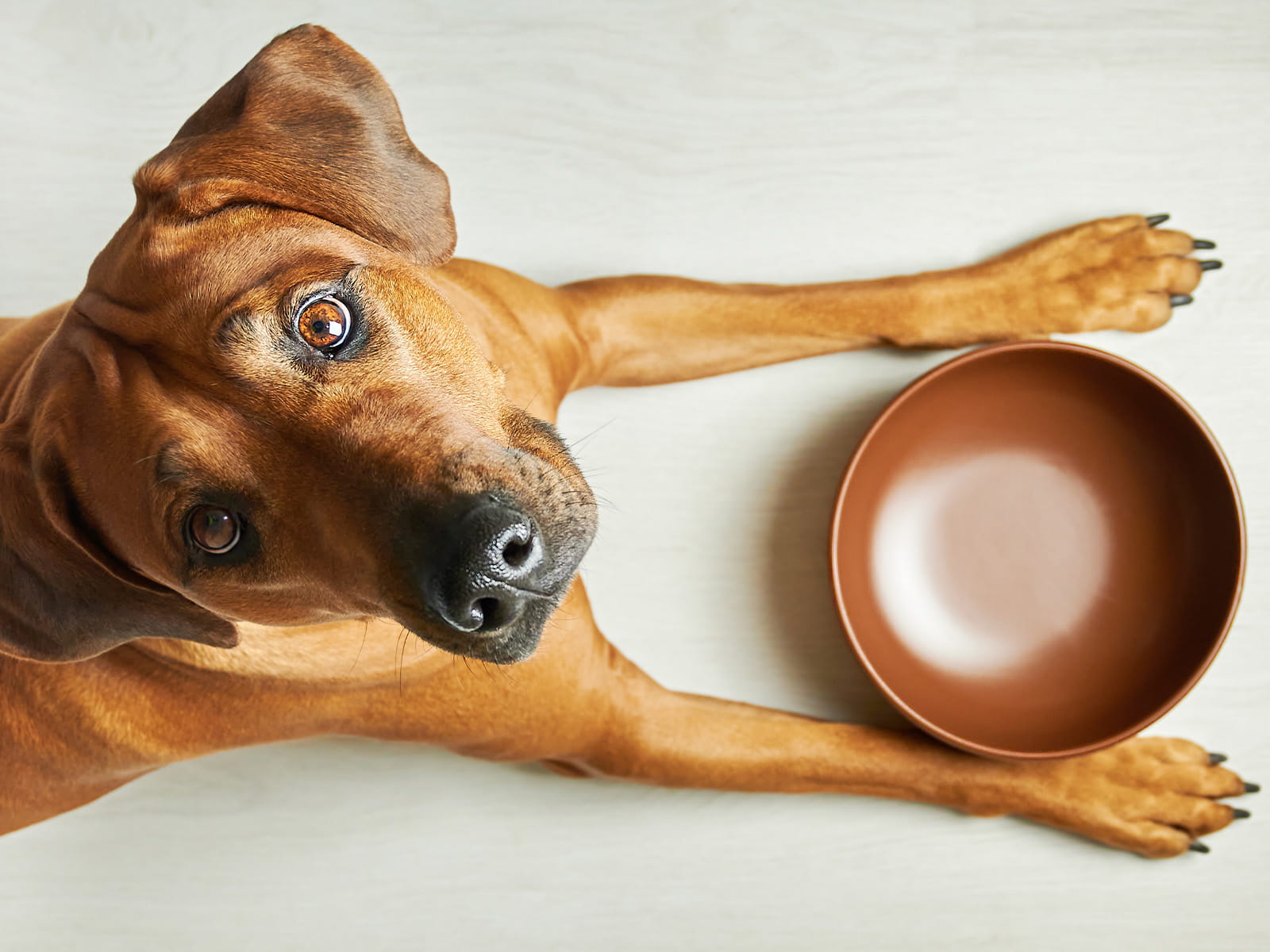 image of a dog