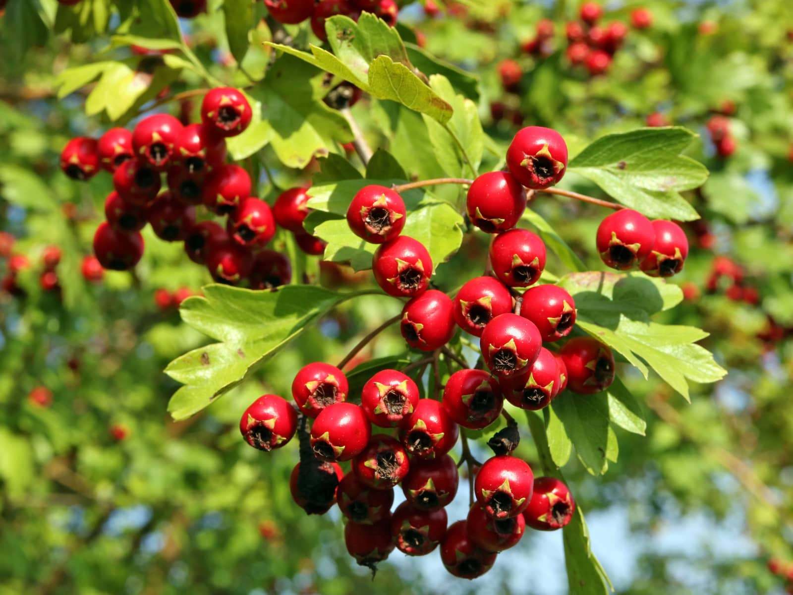 image of hawthorn berries