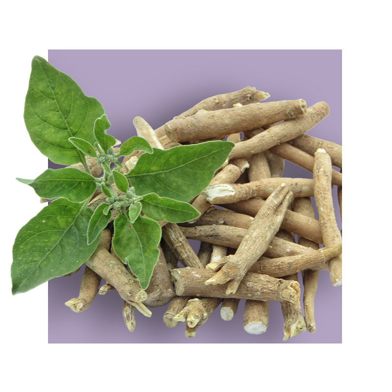 image of ashwagandha leaves and roots